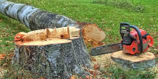 Best Tree Health Inspection  in Port Orchard, WA
