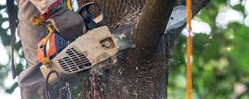 Best Lawn Watering Services  in Port Orchard, WA