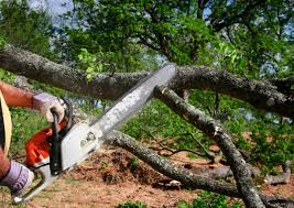 Best Root Management and Removal  in Port Orchard, WA