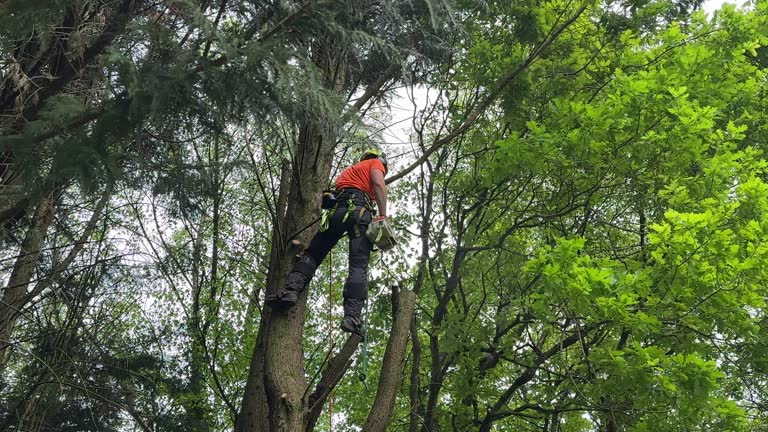 Best Fruit Tree Pruning  in Port Orchard, WA