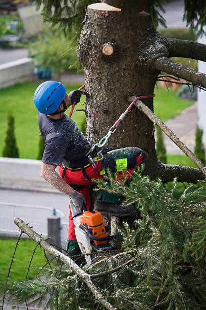 Best Lawn Pest Prevention  in Port Orchard, WA
