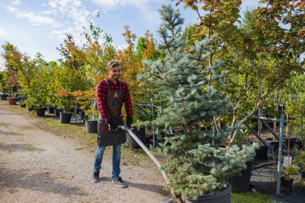 Best Hazardous Tree Removal  in Port Orchard, WA