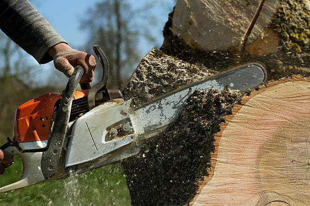 Best Tree Risk Assessment  in Port Orchard, WA
